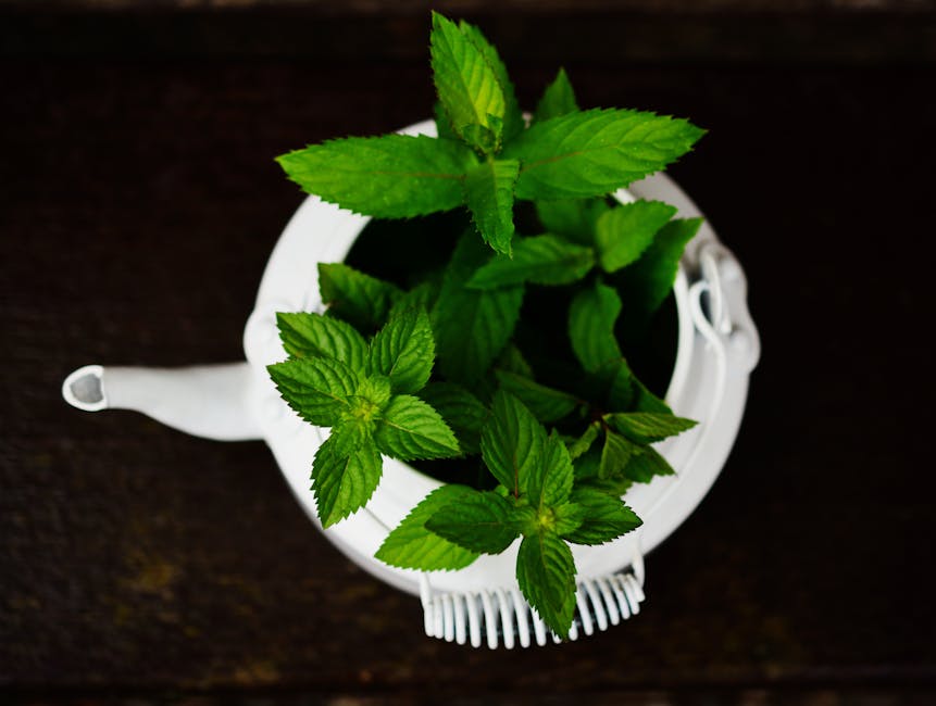 How to Start a Home Herb Garden: Tips and Tricks