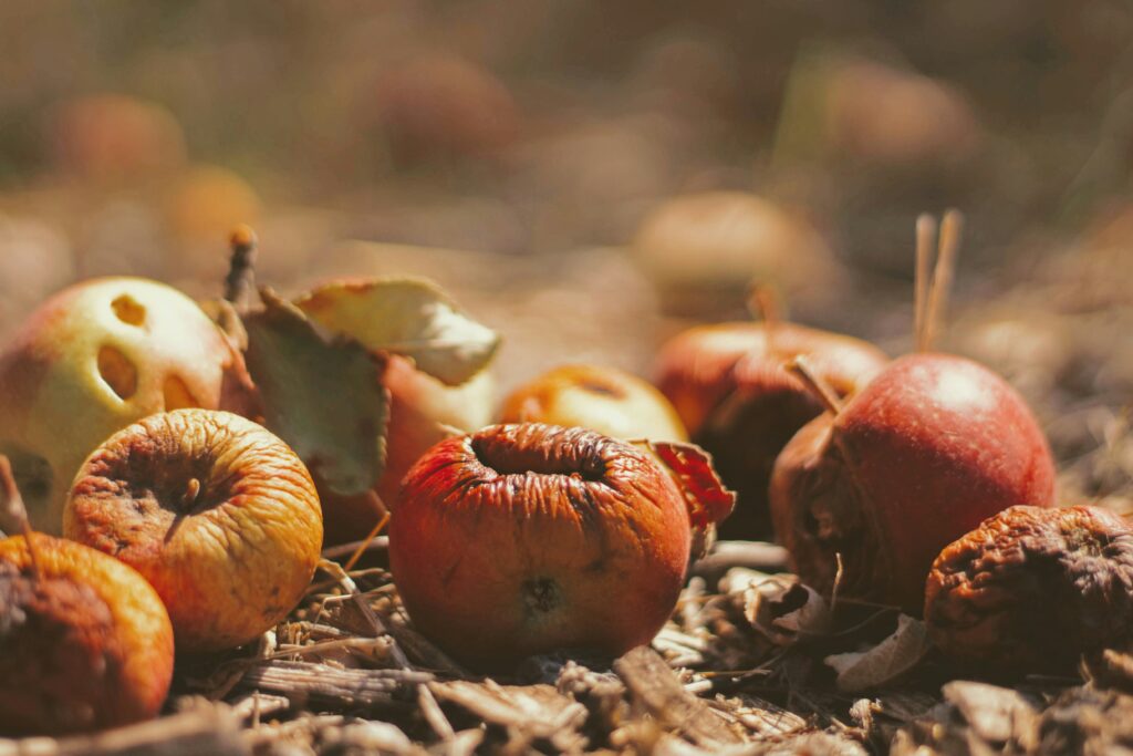 The Beginner's Guide to Composting Food Waste