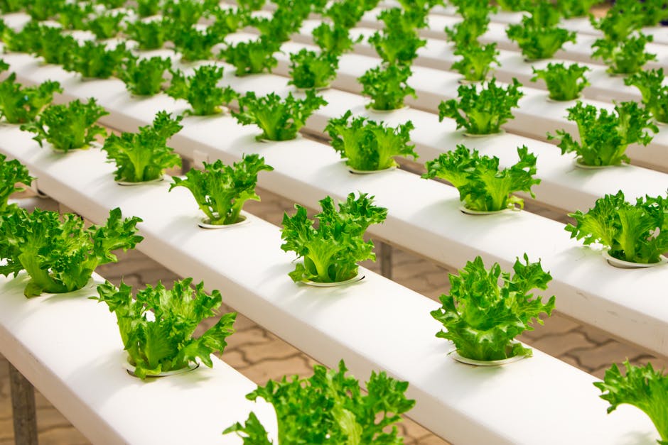The Role of Technology in Transforming the Food Industry