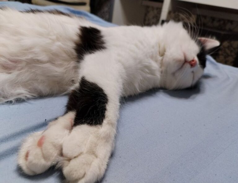 fhthgoodfood latest food trends by fromhungertohope