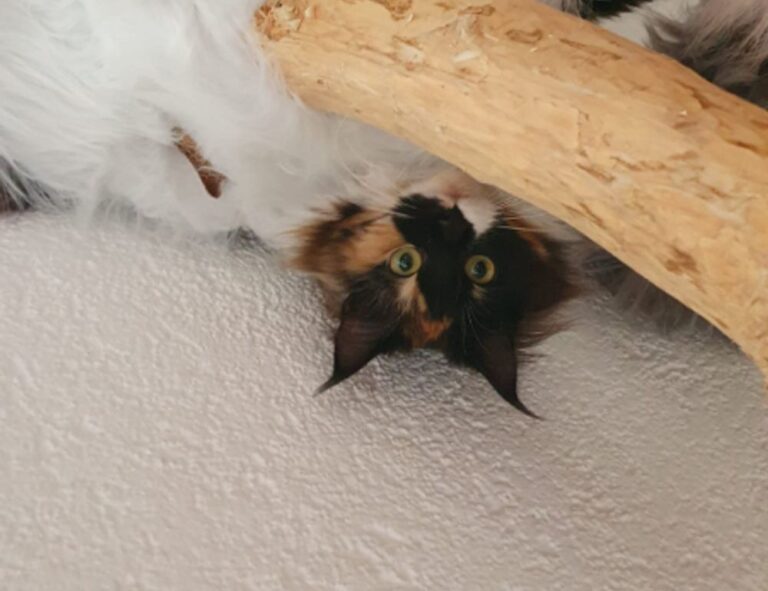 foods that stay good some time after expiration date fhthgoodfood