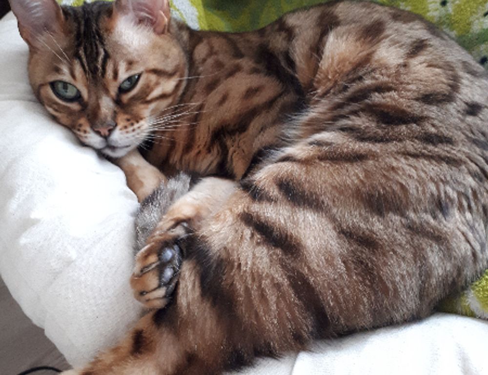 game masticelator mods pc