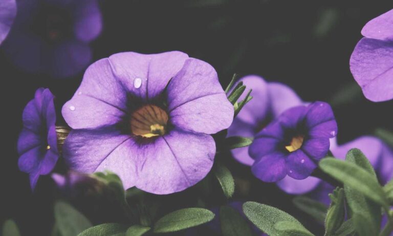 healthy food guide ontpdiet