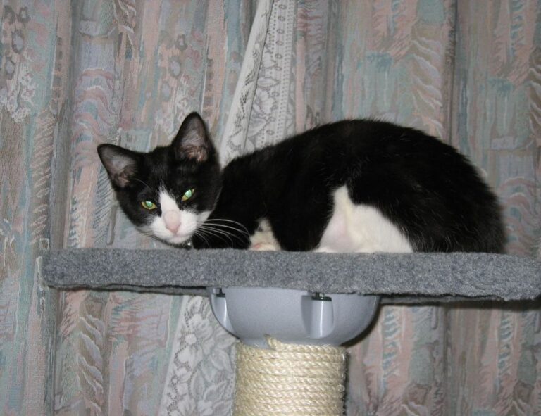 how should zahongdos eyeliner be worn