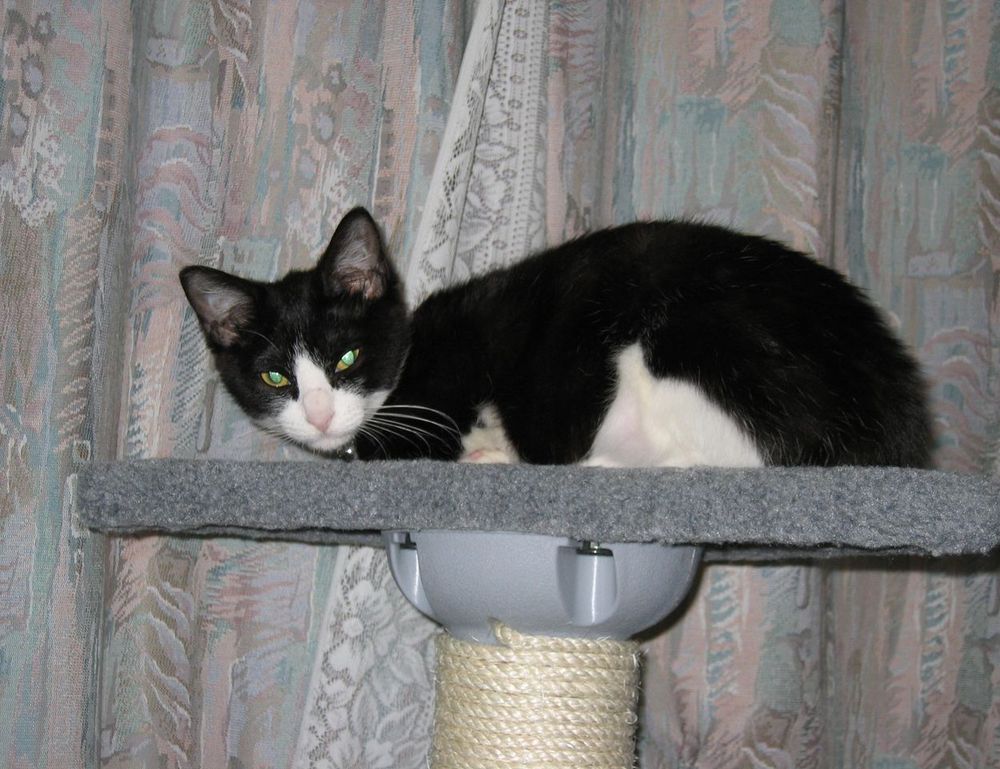 how should zahongdos eyeliner be worn