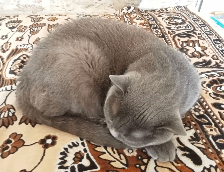 is obernaft for free