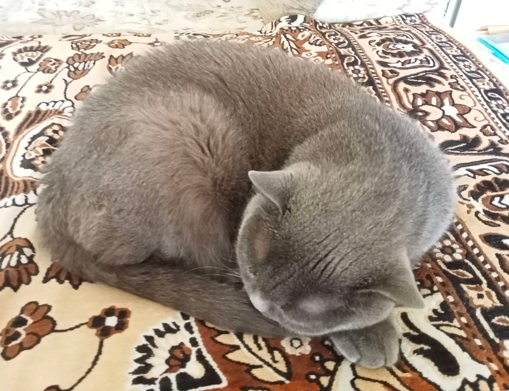 is obernaft for free