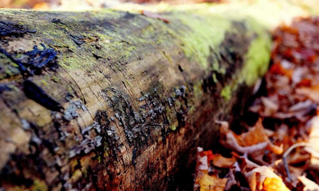 nutritional meals fhthgoodfood