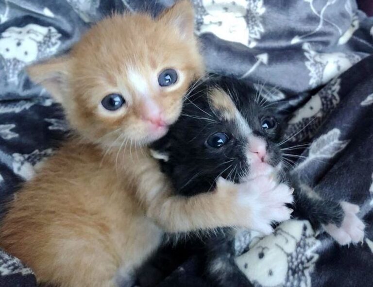 quick snacks fhthgoodfood