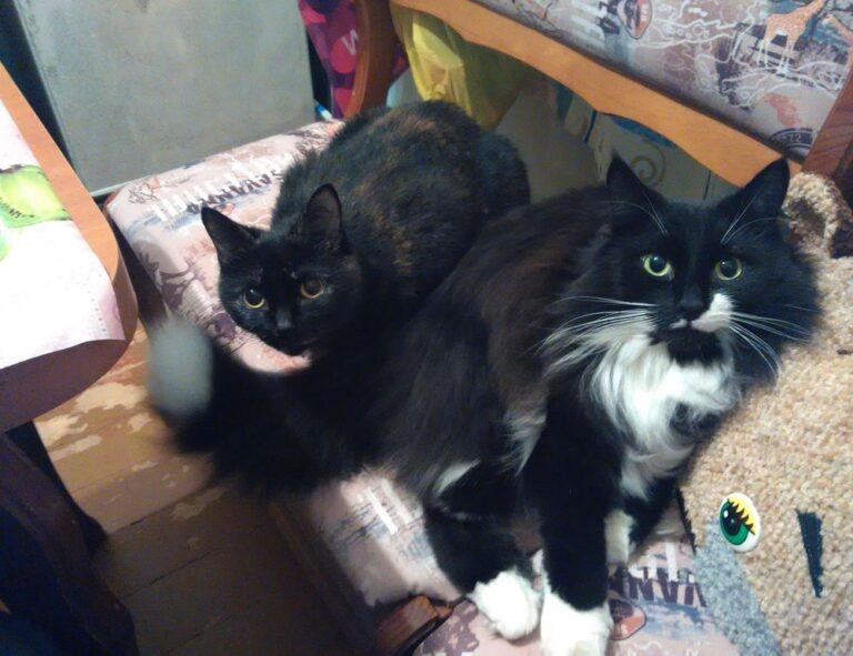 which cooking wine to use heartarkable